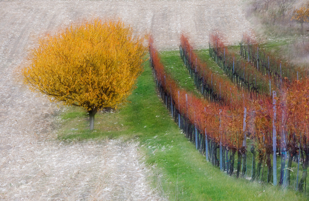 Weingarten | Enzersfeld, Austria - November 07, 2010: Weingarten. - Realisiert mit Pictrs.com