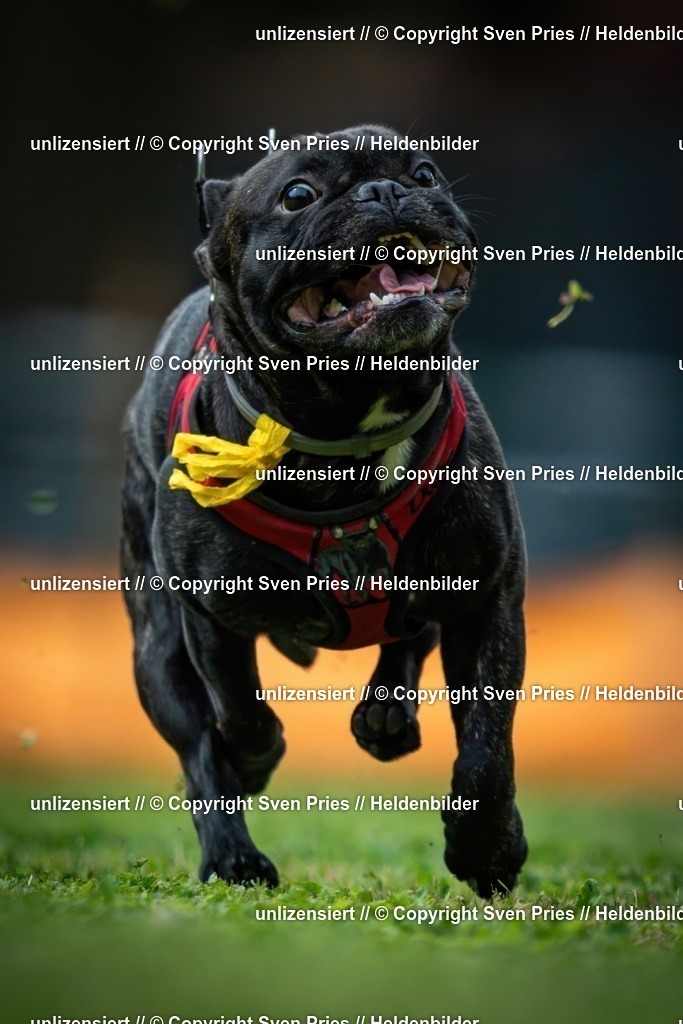 Sven Pries | 19. Allgemeines Hunderennen Karlsruhe Durlach - Realisiert mit Pictrs.com