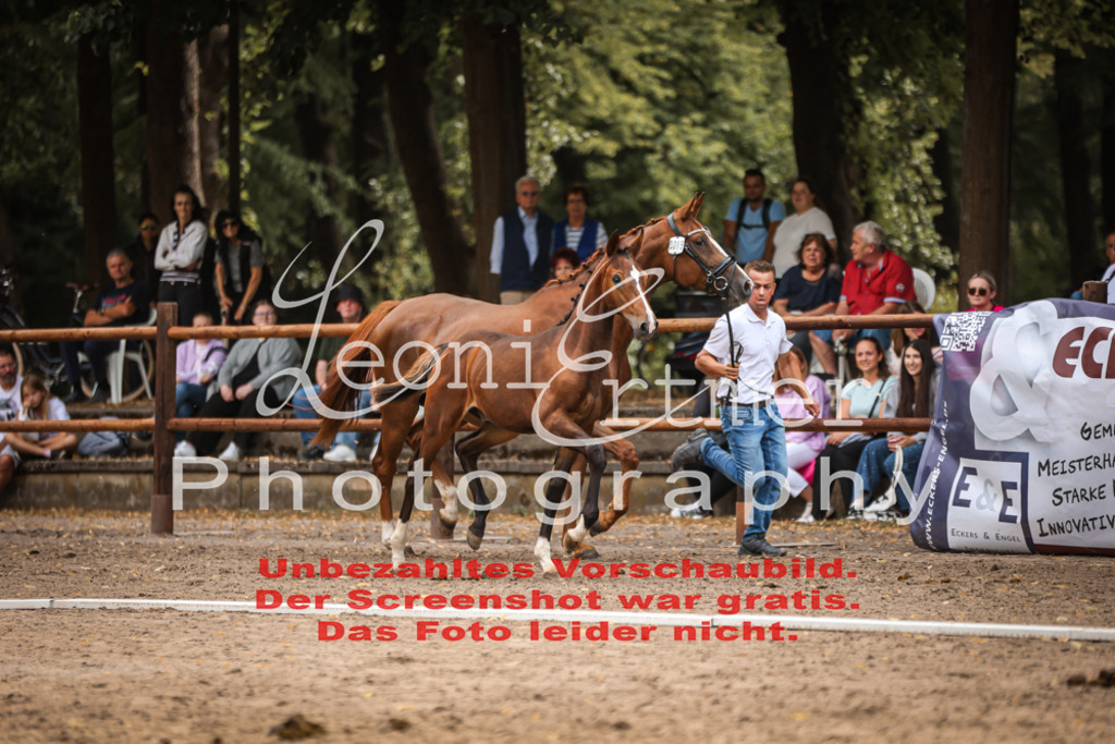 SaFohlen00149 | Leoni Ertmer Photography - Realisiert mit Pictrs.com