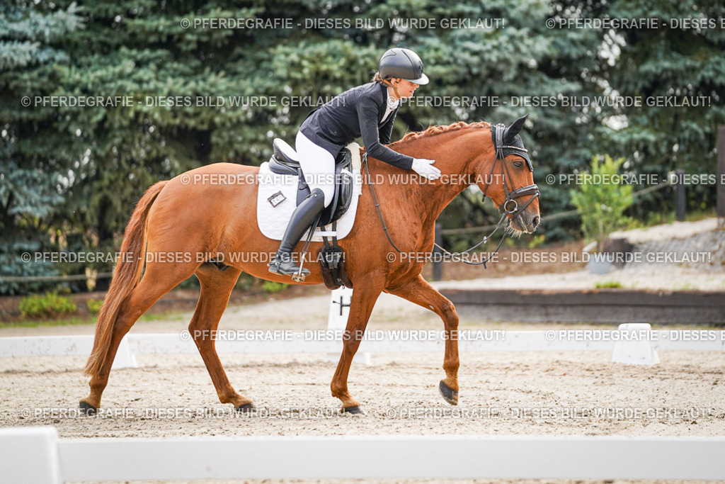 DSC01421 | Pferdegrafie