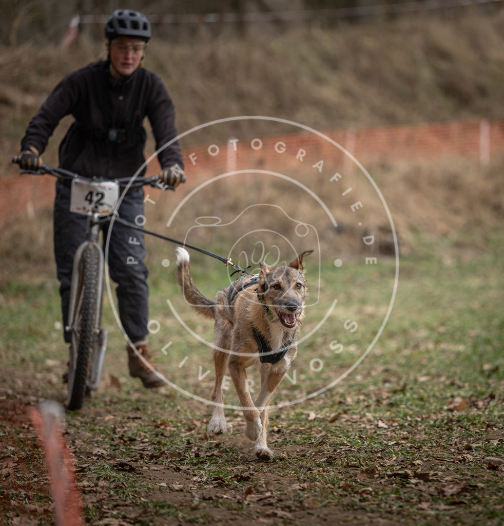 Pfotenfotografie_DV3A0562 | Hundefotografie, Tierfotograf, Pfotenfotografie, Fotoshooting Hund, Hunde Portrait, Hundesport, Hundeportraits, Heideshooting, Hunde, Sportfotograf, Hundefotograf, Turnierhundsport, THS,  - Realisiert mit Pictrs.com