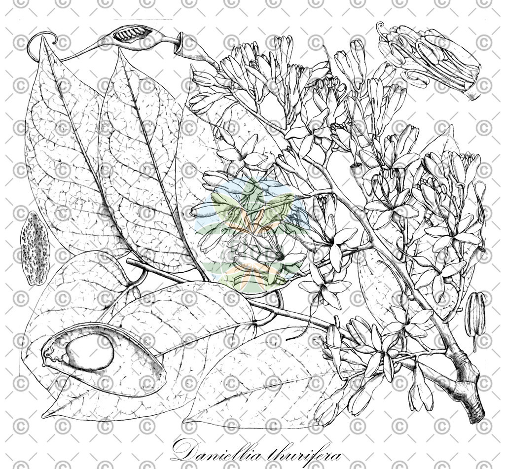 HistAbb_EMP_137760_SRC_Schlechtendal_FLORAD_SIMPLE | Historische Abbildung von Daniellia thurifera - Fabaceae | Historical Illustration of Daniellia thurifera - Fabaceae