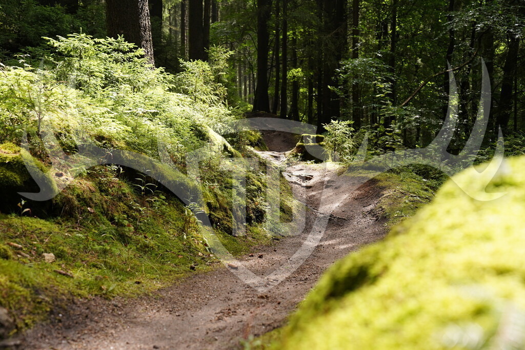DSC04286 | Fotogalerie der Treibjagd im Dunkelwald - Dein MTB Etappenrennen im Erzgebirge - Realisiert mit Pictrs.com