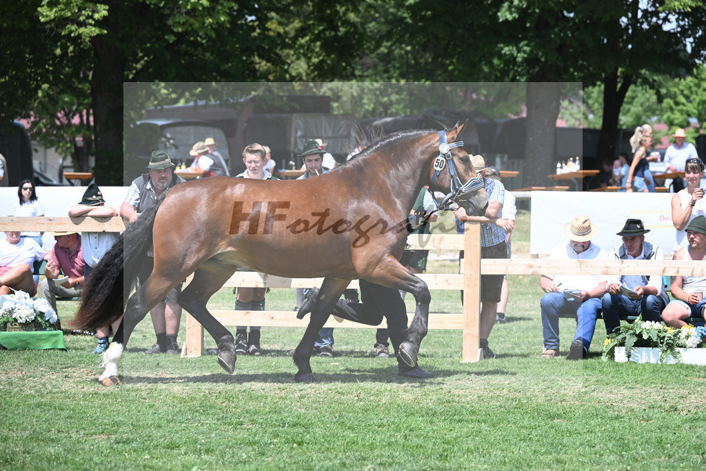Kat-Nr. 50 Nockerl_HLG Schwaiganger_20230784 | hf-fotografie - Realisiert mit Pictrs.com