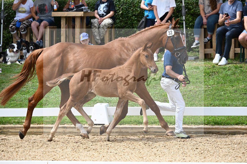 Kat-Nr. 32 SF DSP Va Bene x Diamantino_Brendauer-Fuchs_27230502 | hf-fotografie - Realisiert mit Pictrs.com
