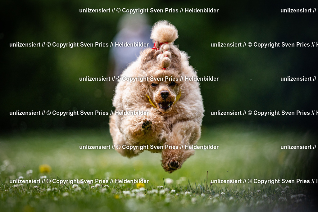 Sven Pries | 2025-05-29 - Pudelrennen KA-Durlach - Realisiert mit Pictrs.com