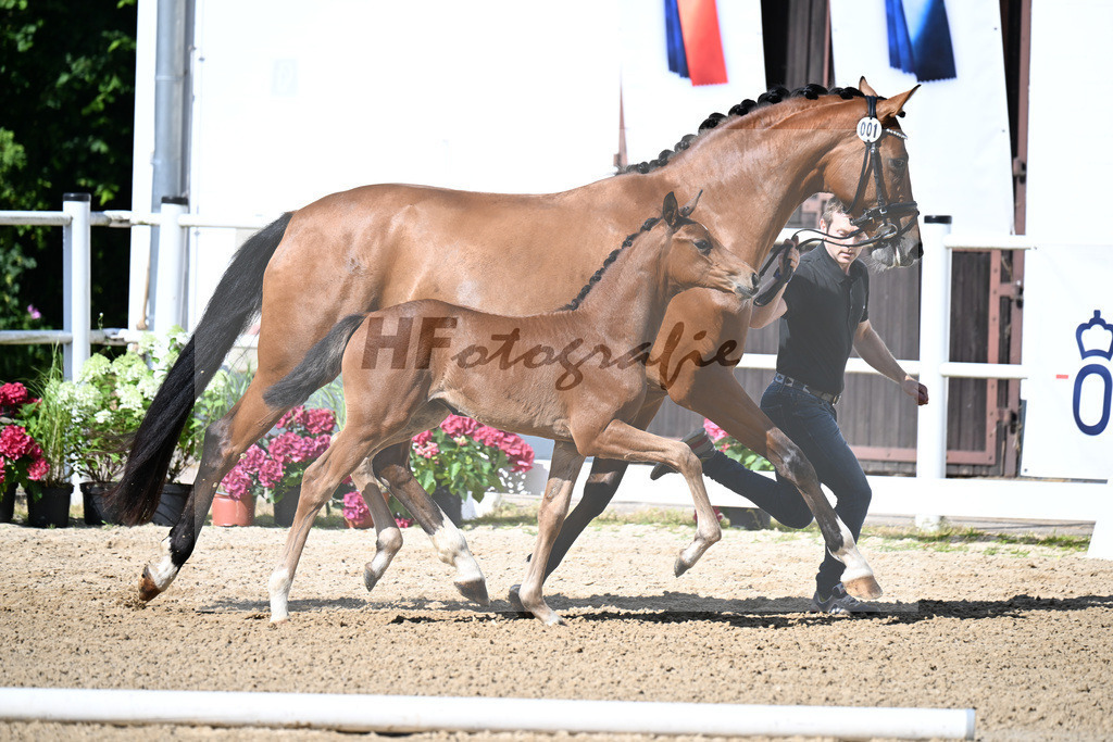 Kat-Nr. 1 Bon Bolero x Baron_SF_Krug_20250189 | hf-fotografie - Realizzato con Pictrs.com