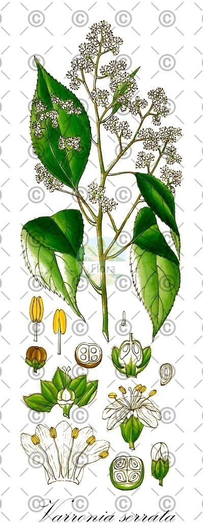 HistAbb_wfo-0000178770_2_ENZY_Simple | Historische Abbildung von Varronia serrata - Boraginaceae | Historical Illustration of Varronia serrata - Boraginaceae