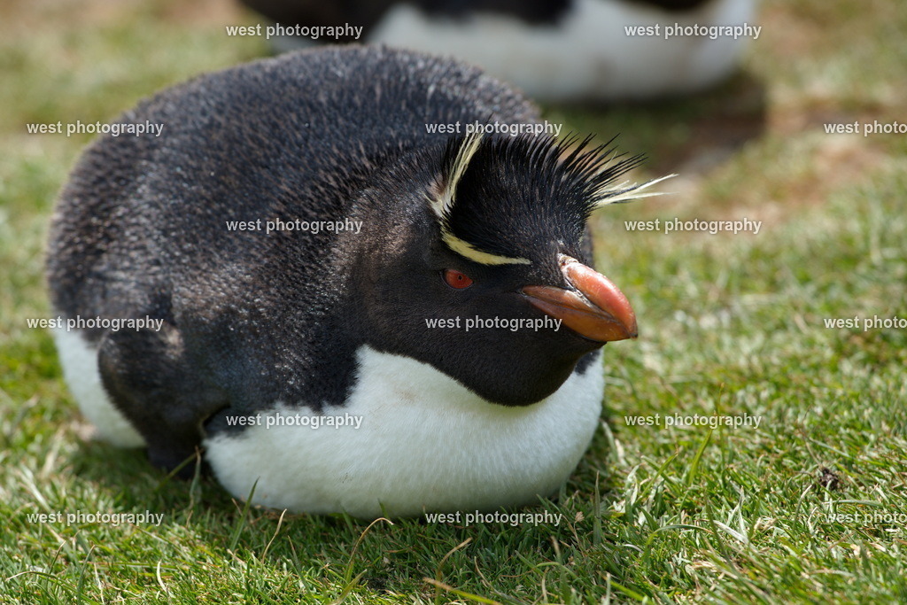 Rockhopper Penguin 4 PLB - FLK 2014 | west photography - Realisiert mit Pictrs.com