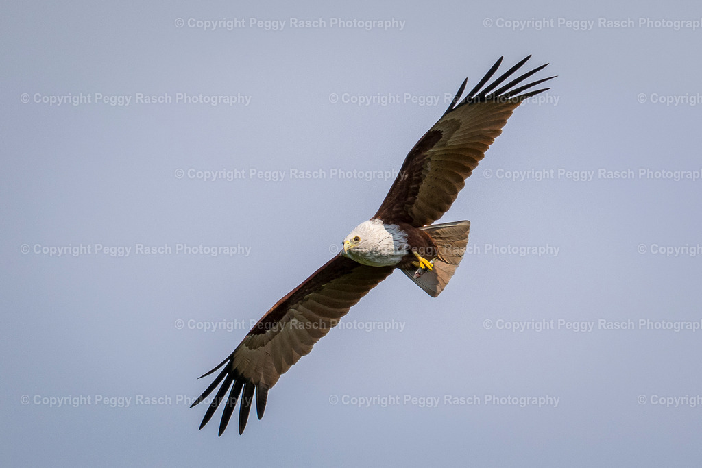 Rot Adler  mit Fisch_Thailand_2025-2026 | PeggyRaschPhotography - Realisiert mit Pictrs.com