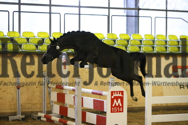 Winterkörung_Marbach_2023_KN_13 (2) | Alle Fotos der Reiterjournal Fotografin Doris Matthaes im Reiterjournal Online-Fotoshop. - Realisiert mit Pictrs.com