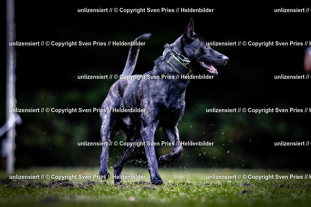 Sven Pries | 2025-10-03 - Hunderennen Obergrombach - Realisiert mit Pictrs.com