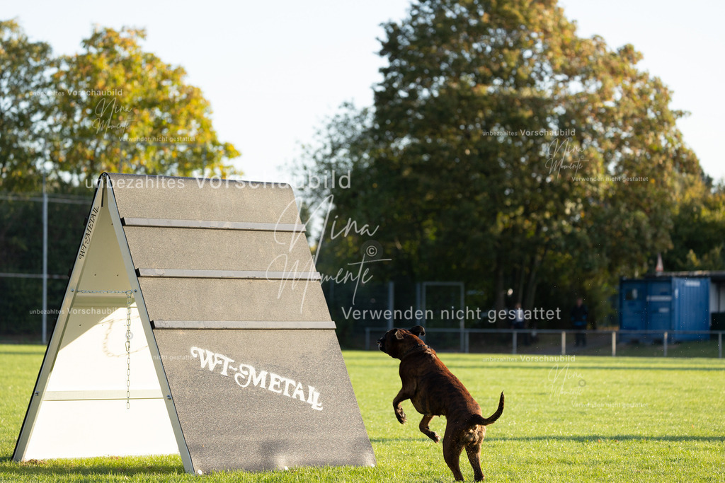 _16A6025 | Einzigartige Fotos von Hunden & Menschen –Actionfotos, Portraits, Vereinsaufnahmen & Paarshootings – authentisch, lebendig & mit Herz.