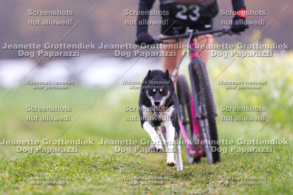 Dog Paparazzi - Visbeck 25 -308 | Dog Paparazzi Jeanette Grottendiek Fotografie & Videografie - Realisiert mit Pictrs.com