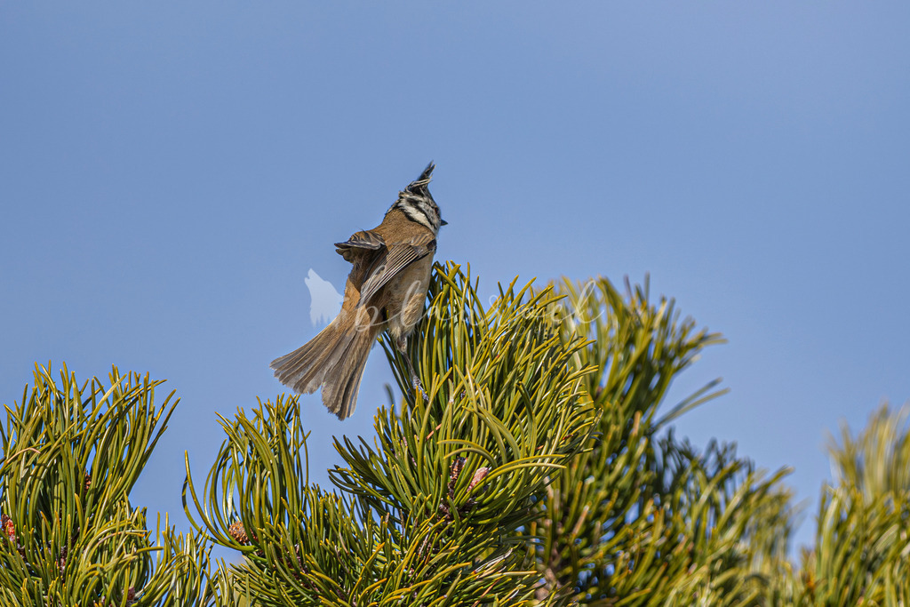 701A5832  | Sportbilder, Sportfotograf, Hochzeits- und Eventfotografin, Flugshows, Portraits und Tiershooting, Aviation, Downhill, Nationalleague, Swissleague, International