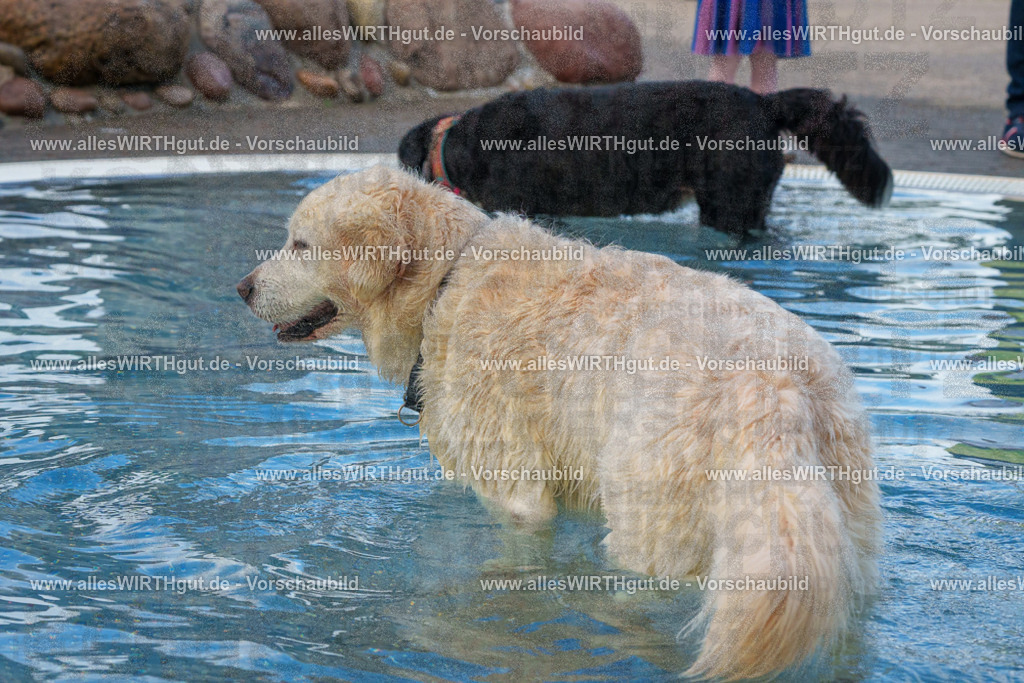 Hundeschwimmen_Grefrath_2026-allesWIRTHgut_Tierfotografie-13_21-FAY00576 | Professionelle Tierfotografie in Mönchengladbach von Daniel Wirth (allesWIRTHgut). Liebevolle & natürliche Bilder von Hunden & Katzen für unvergessliche Erinnerungen.