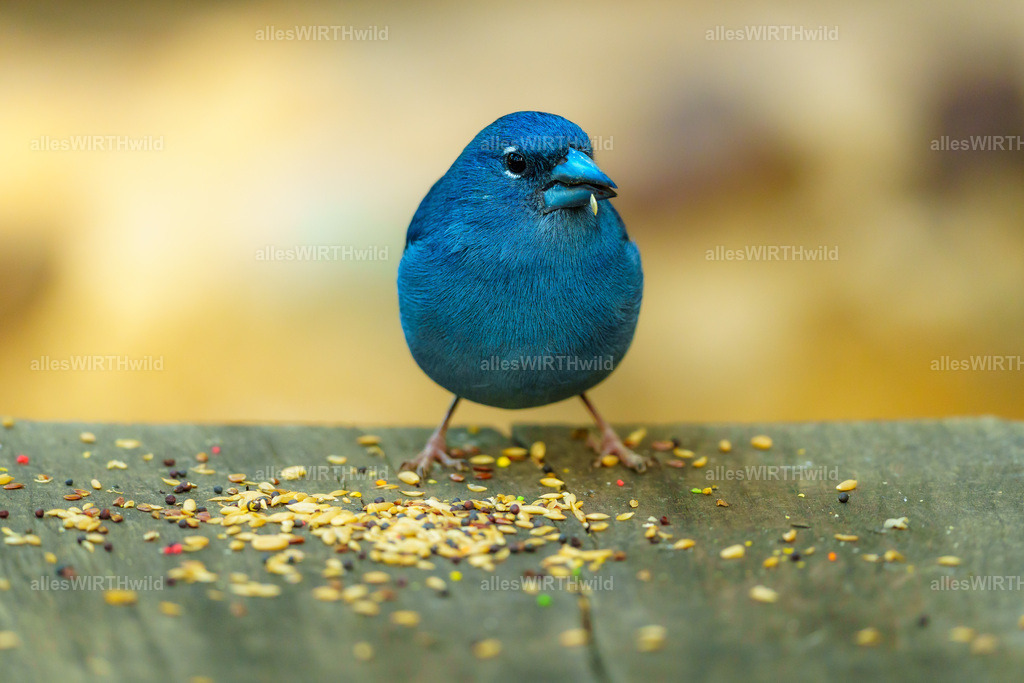 allesWIRTHgut Tierfotografie - allesWIRTHgut.de - 7IV02603 | Entdecke die faszinierende Welt der Natur- und Wildlife-Fotografie von Daniel und Bärbel. Inspirierende Bilder von wilden Tieren und kleinen Naturwundern.