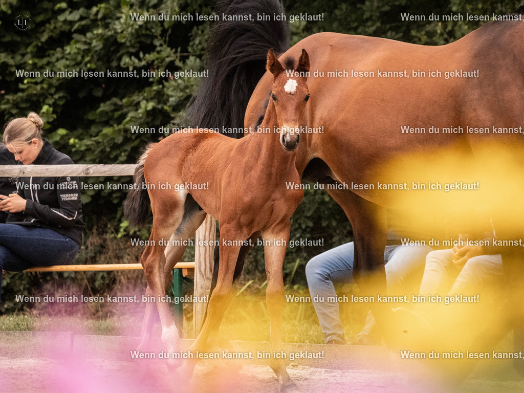 A10I4060 15.58.11 | photographylinaismer - Realisiert mit Pictrs.com