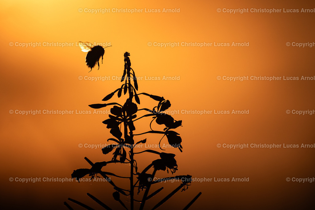 Hummel_ Silhouette | bildkomponist - Realisiert mit Pictrs.com