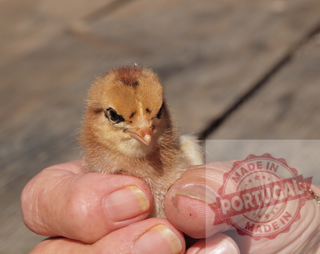 Baby chicken looking at camera held in hands | Person's hands holding a newborn chick on a sunny day - Realized with Pictrs.com