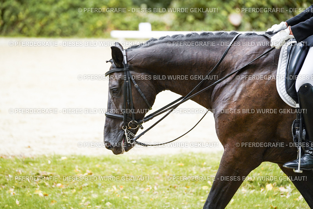 DSC05969 | Pferdegrafie