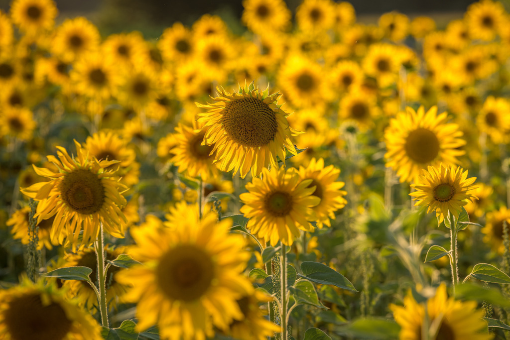 Sunflowers | Sonnenblumenfeld in der Abendsonne - Realisiert mit Pictrs.com