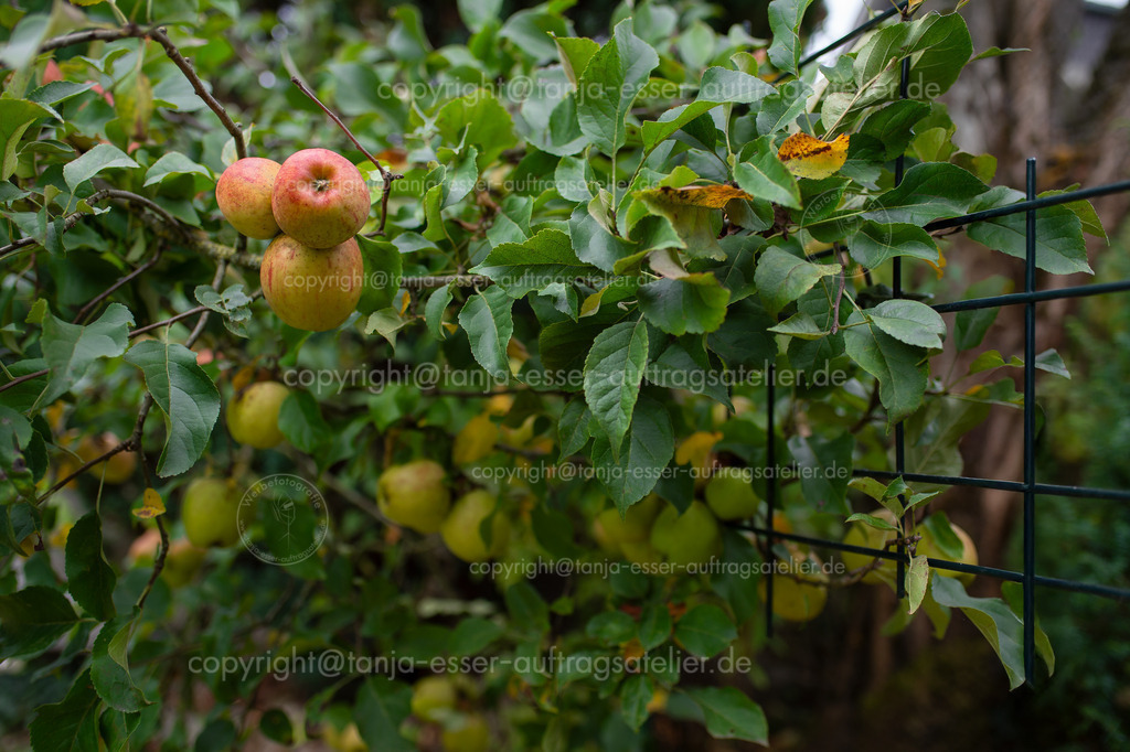 Spalier Apfelbaum | Im Garten in Deutschland wächst Spalierobst. Ein Apfelbaum, dessen Triebe durch gezielten Schnitt, Biegung und Bindung an ein Metall Gerüst, in eine flache Form gezogen wurde. Im September sind die Früchte reif. 