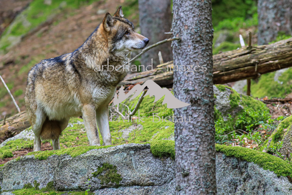 OE7A5418 | Wölfe, Wolf, Nationalpark, Bayerischer Wald, Sumava, Böhmerwald, Gehege