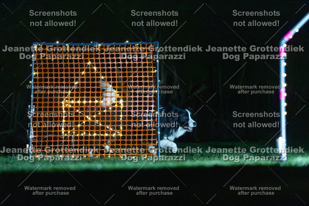 Dog Paparazzi - Hoopers  2025-1 | Dog Paparazzi Jeanette Grottendiek Fotografie & Videografie