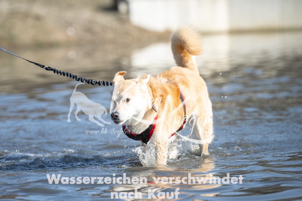 1359_ZZ99315 | kk-dogfotos