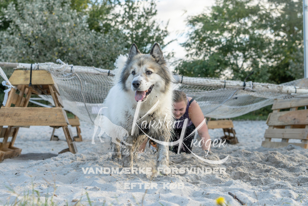 1643_ZZ98700 | kk-dogfotos