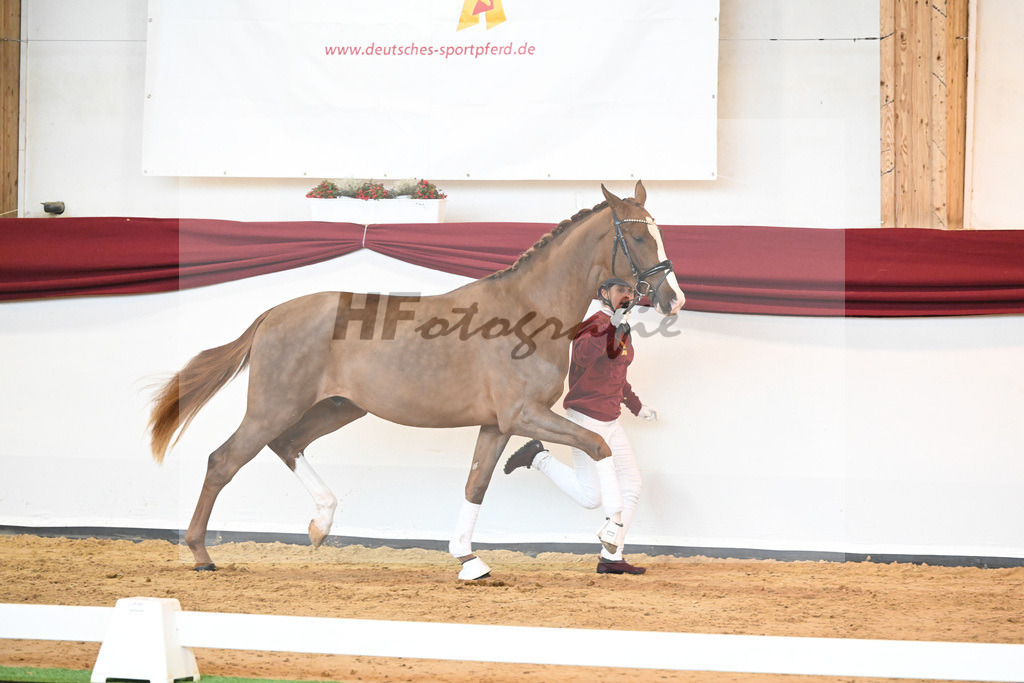 Kat-Nr. 5 v. Benicio_Wille_66221602 | hf-fotografie - Realisiert mit Pictrs.com
