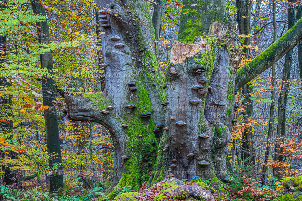 20241112130209D75_8044 | Kaufen sie online außergewöhnliche Fotografien auf Leinwand Acrylglas Fotoprint Aludibond von holgerweigeltfotografie - Realisiert mit Pictrs.com