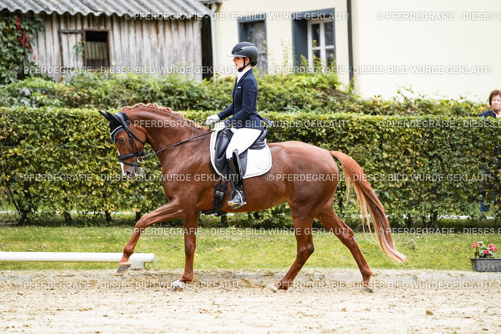 DSC07016 | Pferdegrafie