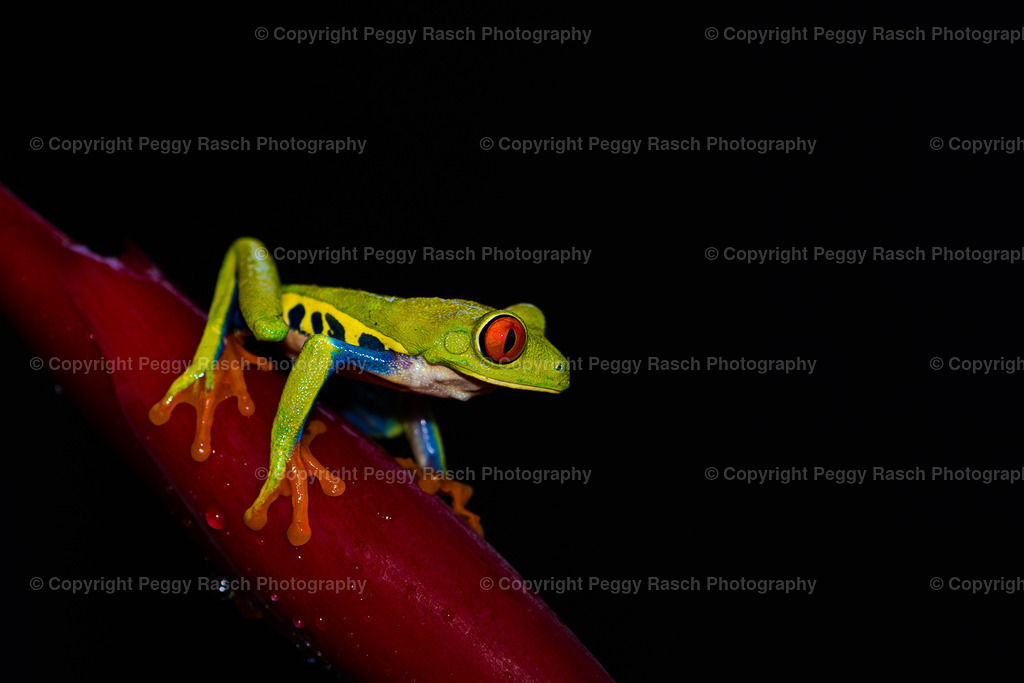 Frösche_Observatory Lodge größer (3 von 11) | PeggyRaschPhotography - Realisiert mit Pictrs.com