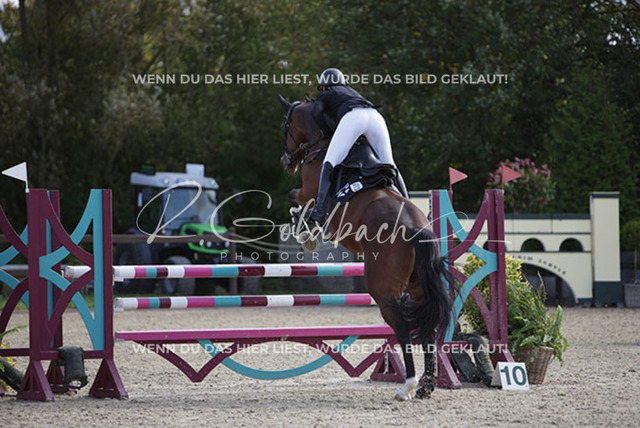1J2A3899Loreen Schreiter_ La Belle de jour 3_ Kn613_ Havekost | Foto- und Videografie für alles rund ums Pferd. Hochwertige Bilder und Videos vom Spring- und Dressurreiten, Voltigieren & mehr. Jetzt aktuelle Veranstaltungen und Preise im Shop ansehen. - Realisiert mit Pictrs.com