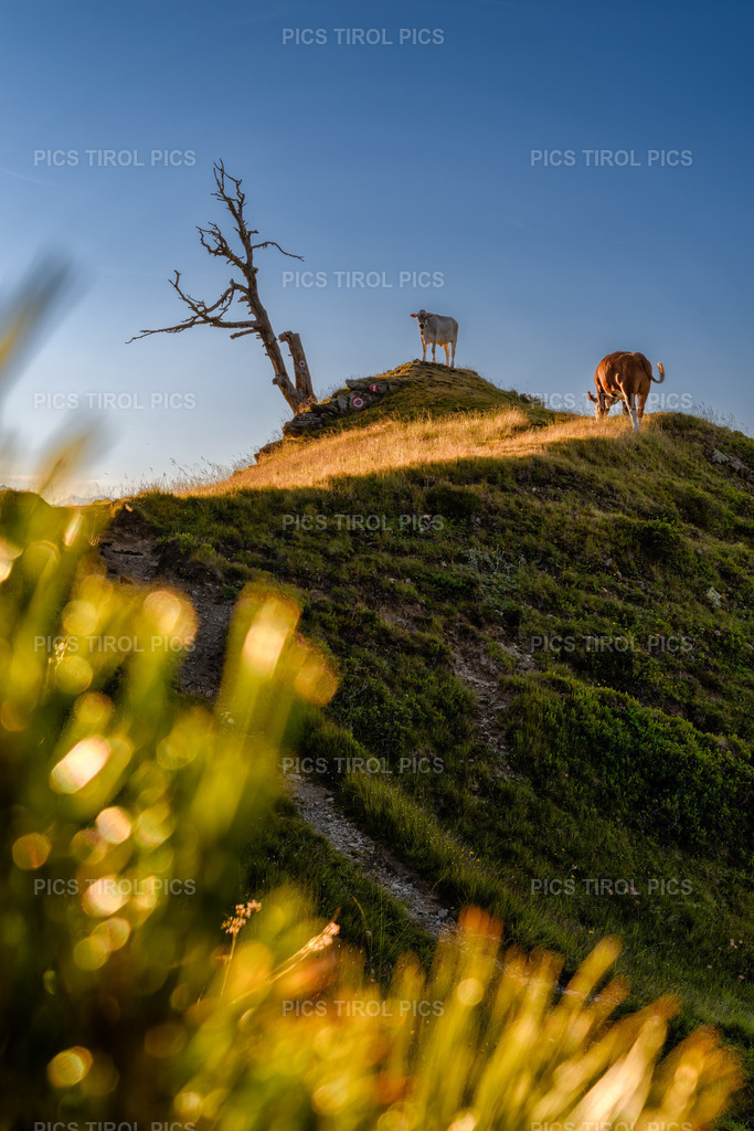 DSC_0471-Verbessert-RR-Bearbeitet | Tirolpics