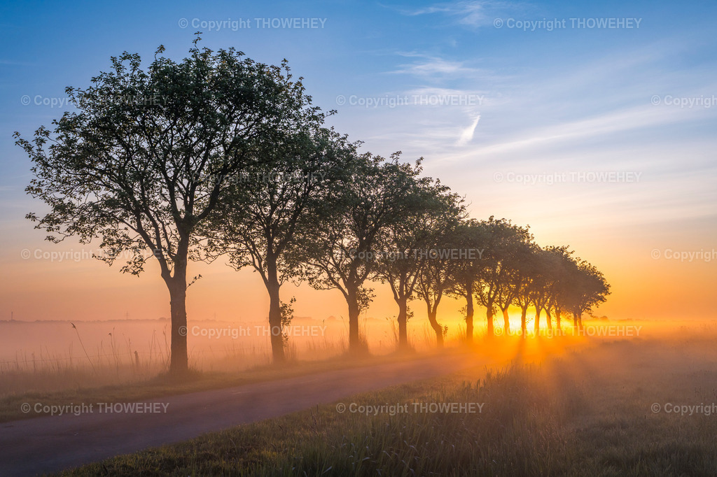 Morgennebel | Morgennebel bei Sonnenaufgang im Hammrich Veenhusen - Realisiert mit Pictrs.com