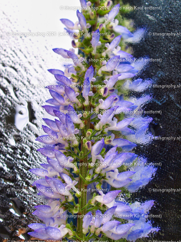 titusgraphy_P8250342-vz-ln | titusgraphy-shop: Geschenkideen mit Qualitätsfotos. titusgraphy-shop: gift ideas with quality photos. titusgraphy-shop: idées cadeaux avec photos de qualité.  - Realisiert mit Pictrs.com