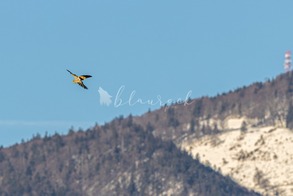 701A5528-Verbessert-RR | Sportbilder, Sportfotograf, Hochzeits- und Eventfotografin, Flugshows, Portraits und Tiershooting, Aviation, Downhill, Nationalleague, Swissleague, International