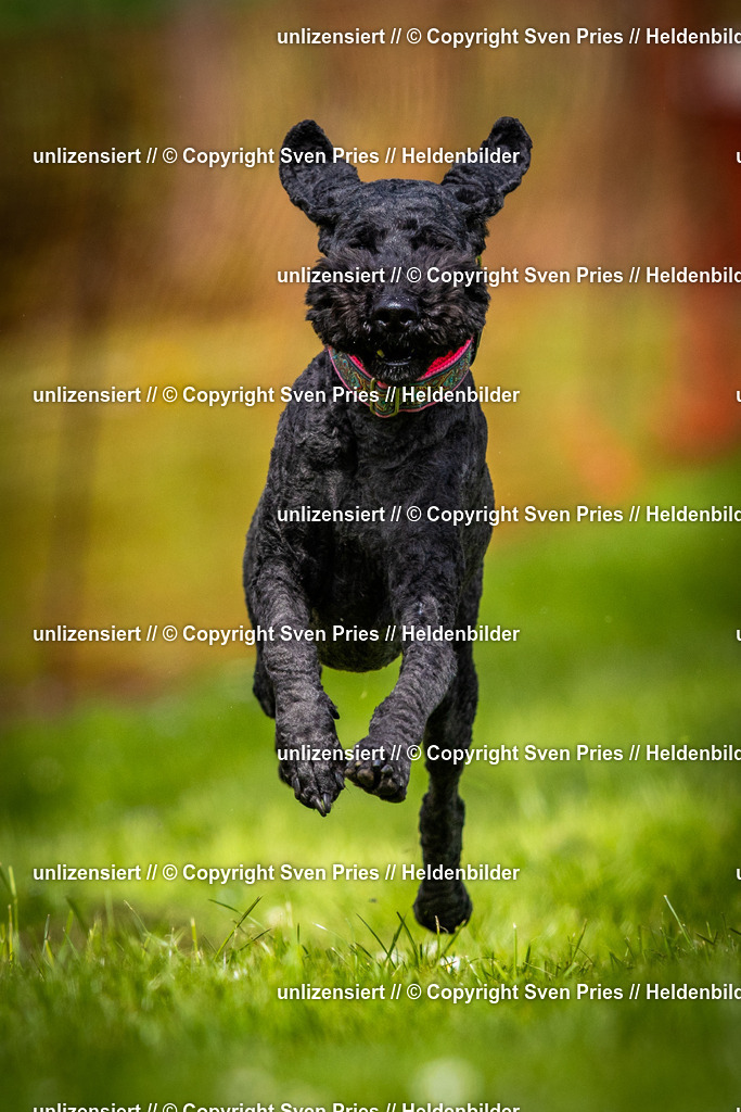 Sven Pries | 2025-04-13 - Hunderennen Baden-Baden - Realisiert mit Pictrs.com