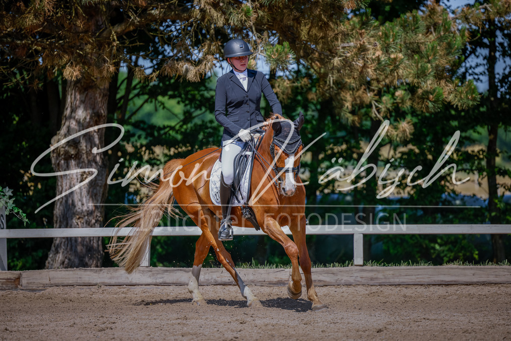 20250621-_3LI9443 | Tierfotografie Pferde, Hunde, Katzen, Haustiere.
Turnierfotografie Reitturniere, Reiten, Springreiten, Dressur in Hanau, dem Main-Kinzig-Kreis und dem Rhein-Main- Gebiet um Frankfurt