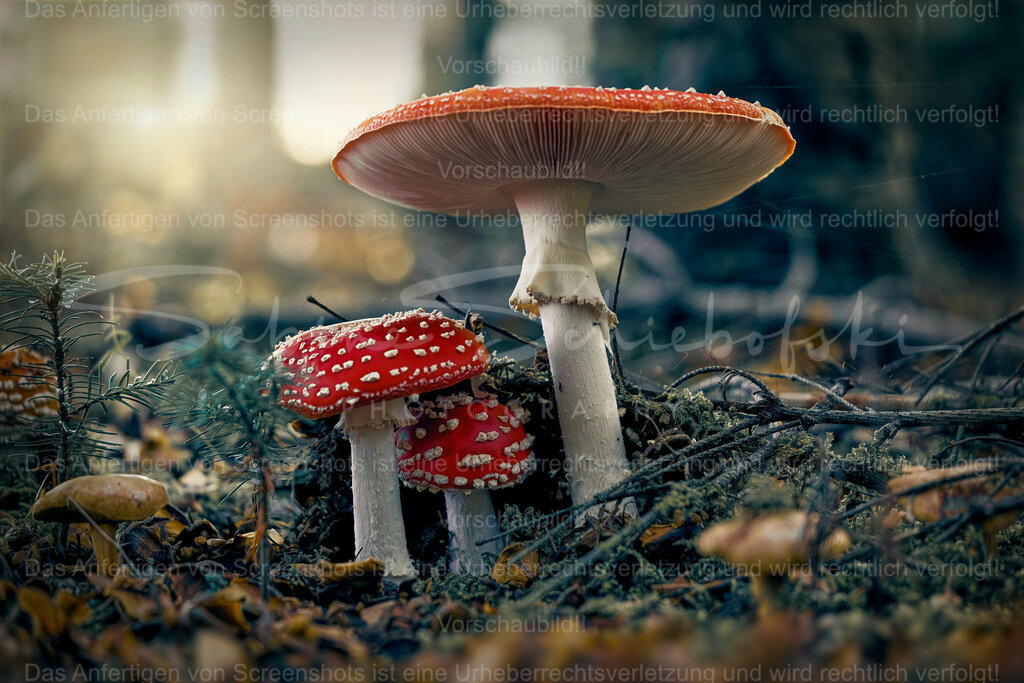 Wandbild Fliegenpilze | People- und Tierfotografie, Imageaufnahmen, Veranstaltungsfotografie und Wandbilder aus der Natur ★ Made in Germany ✔️ Druck + Downloads ✔️ Naturfotografie in Top Qualität ★ schneller Versand, weltweite Lieferung! - Realisiert mit Pictrs.com