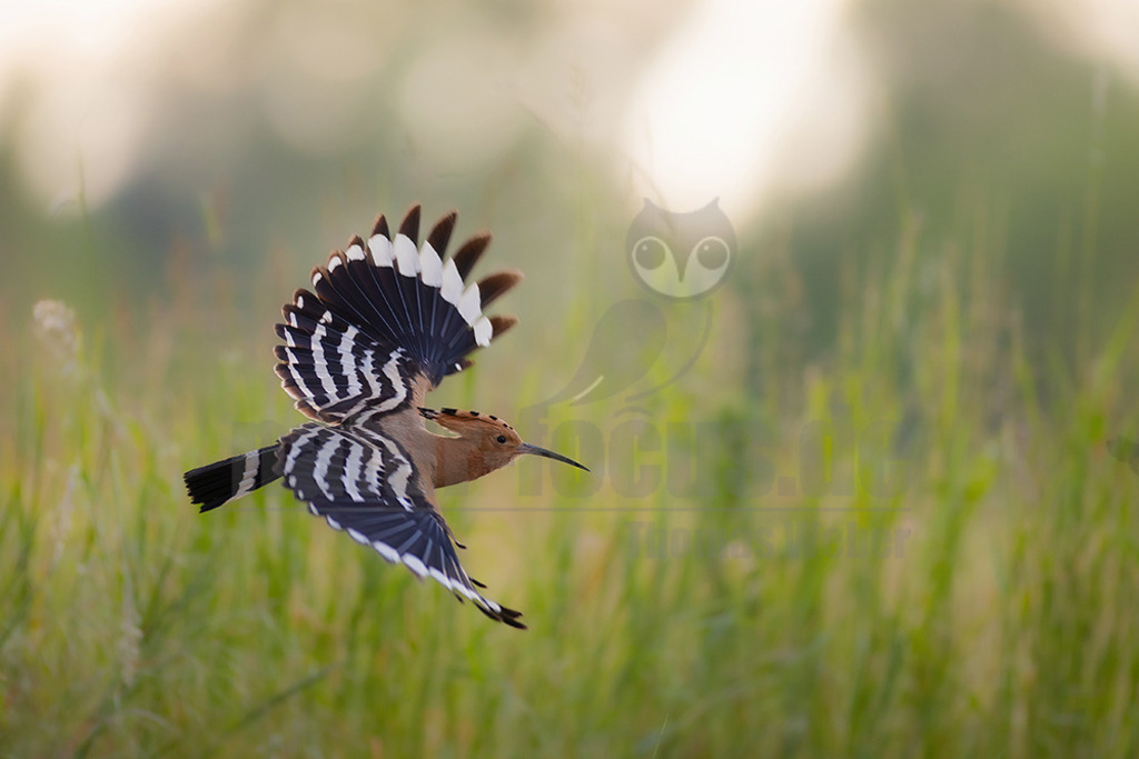 R6NF1397_20250528 | Wiedehopf im Flug über Frühlingswiese - Realisiert mit Pictrs.com