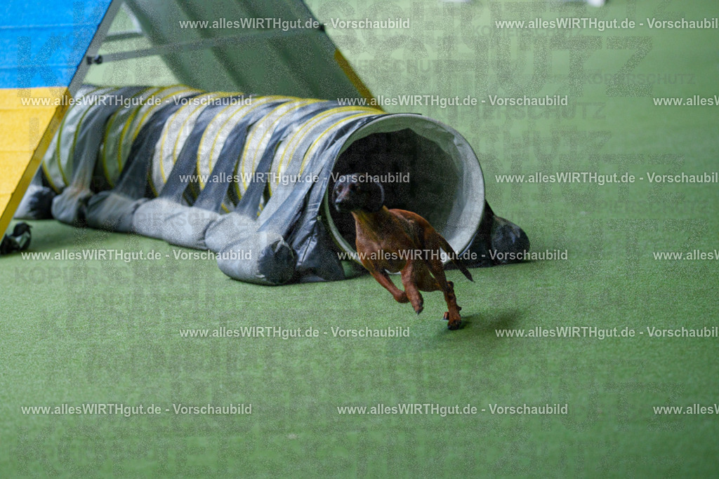 @allesWIRTHgut_Tierfotografie - www.allesWIRTHgut.de - 2604251235-7R502143 | Professionelle Tierfotografie in Mönchengladbach von Daniel Wirth (allesWIRTHgut). Liebevolle & natürliche Bilder von Hunden & Katzen für unvergessliche Erinnerungen.