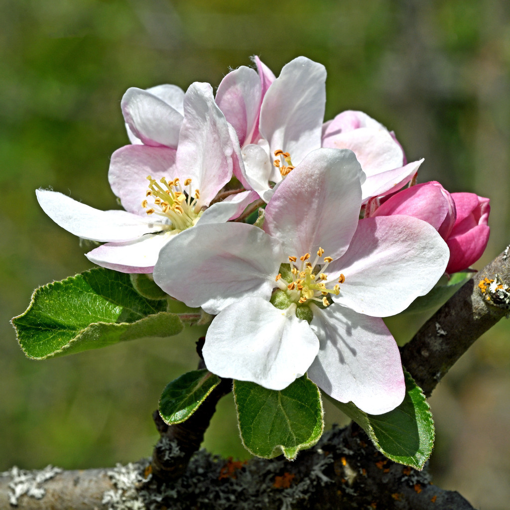 Apfelblüte03q-1 | lucisnaturbilder - Realisiert mit Pictrs.com