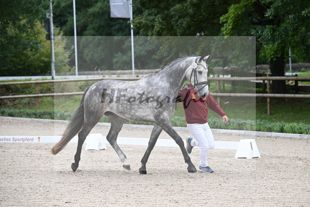 Kat-Nr. 6 Amira S_ZG Sautter_49220851 | hf-fotografie - Realizzato con Pictrs.com