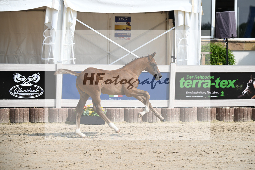 Zirocco Blue x Kannan_HF_Maier_12250176 | hf-fotografie - Realisiert mit Pictrs.com