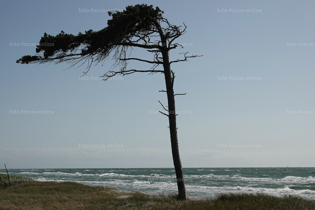 Windswept tree | wind escaper tree on sunny afternoon
