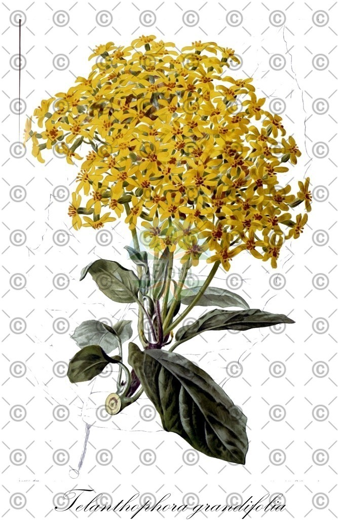 HistAbb_wfo-0000456559_1_ENZY_Simple | Historische Abbildung von Telanthophora grandifolia - Asteraceae | Historical Illustration of Telanthophora grandifolia - Asteraceae